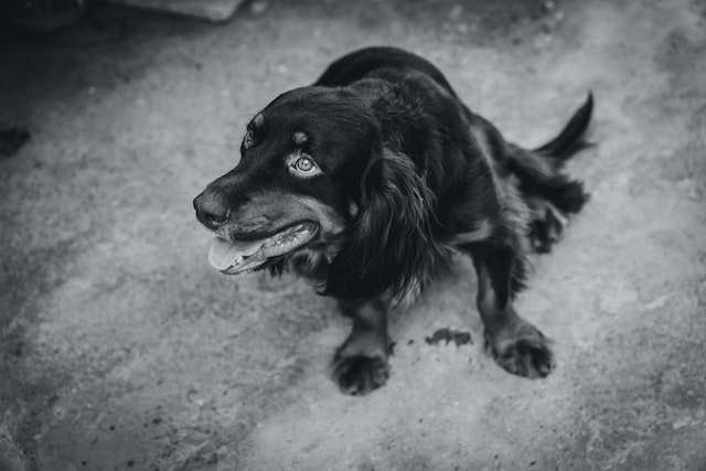 Black and White Photo of a Dog