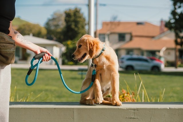 Hand Holding Puppy on Leash