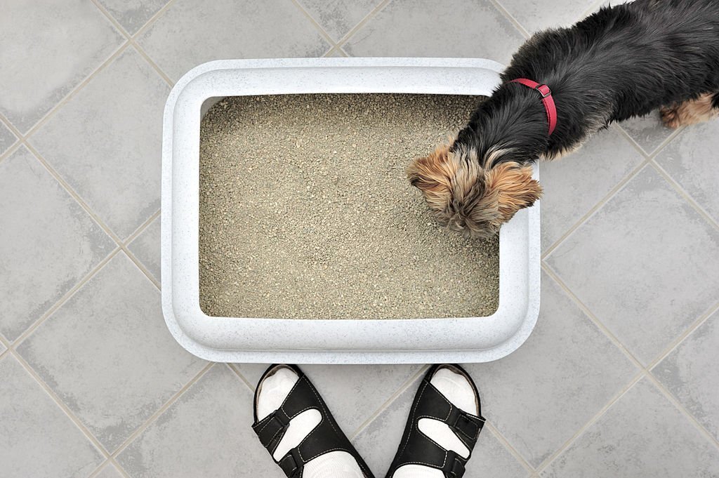 how to keep a dog out of the litter box