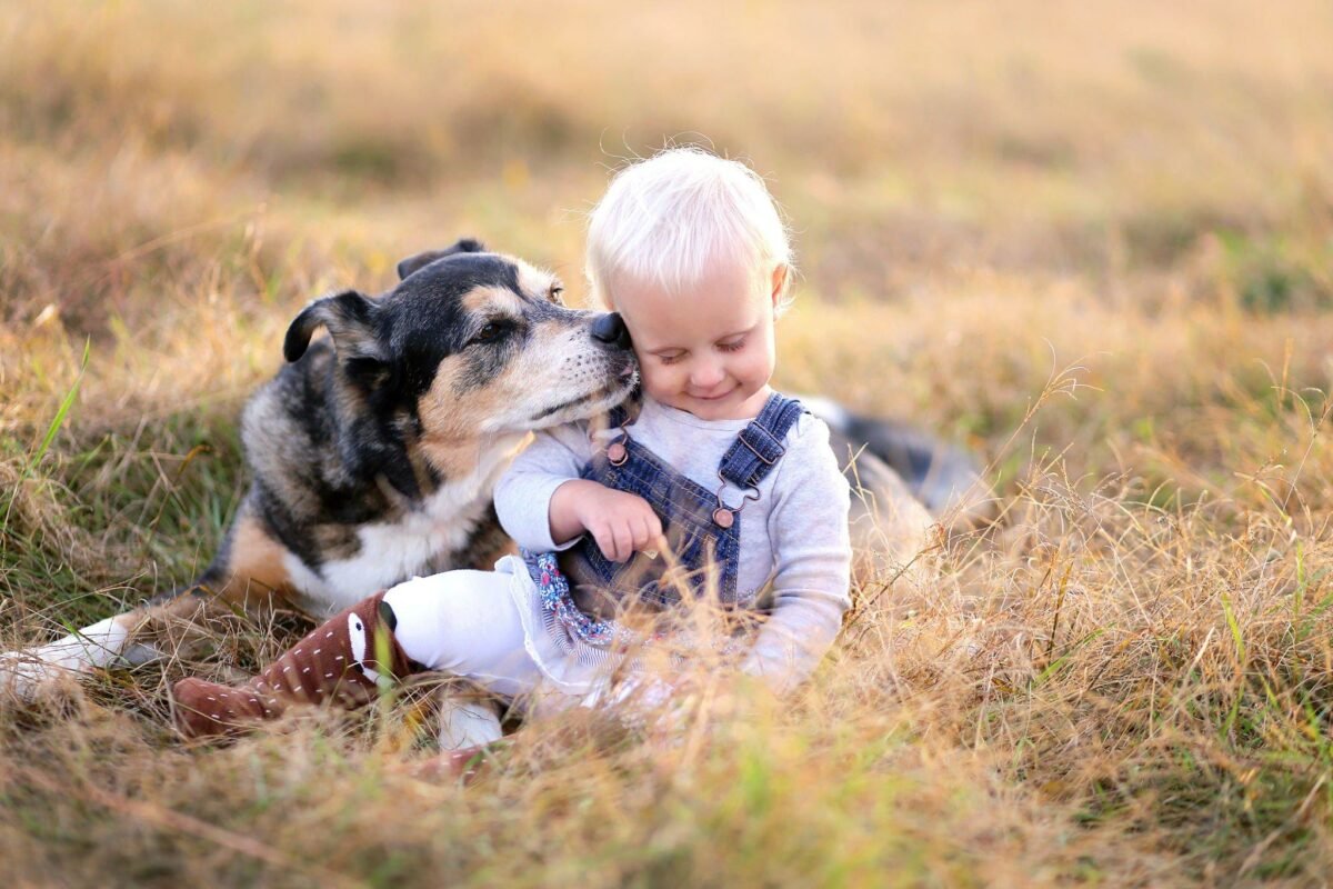 A German Shepherd with a Kid on grass