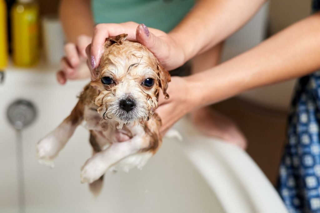 A girl bathes a Maltipoo puppy in the bathroom