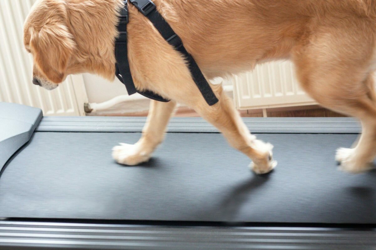 A recovering dog on a treadmill