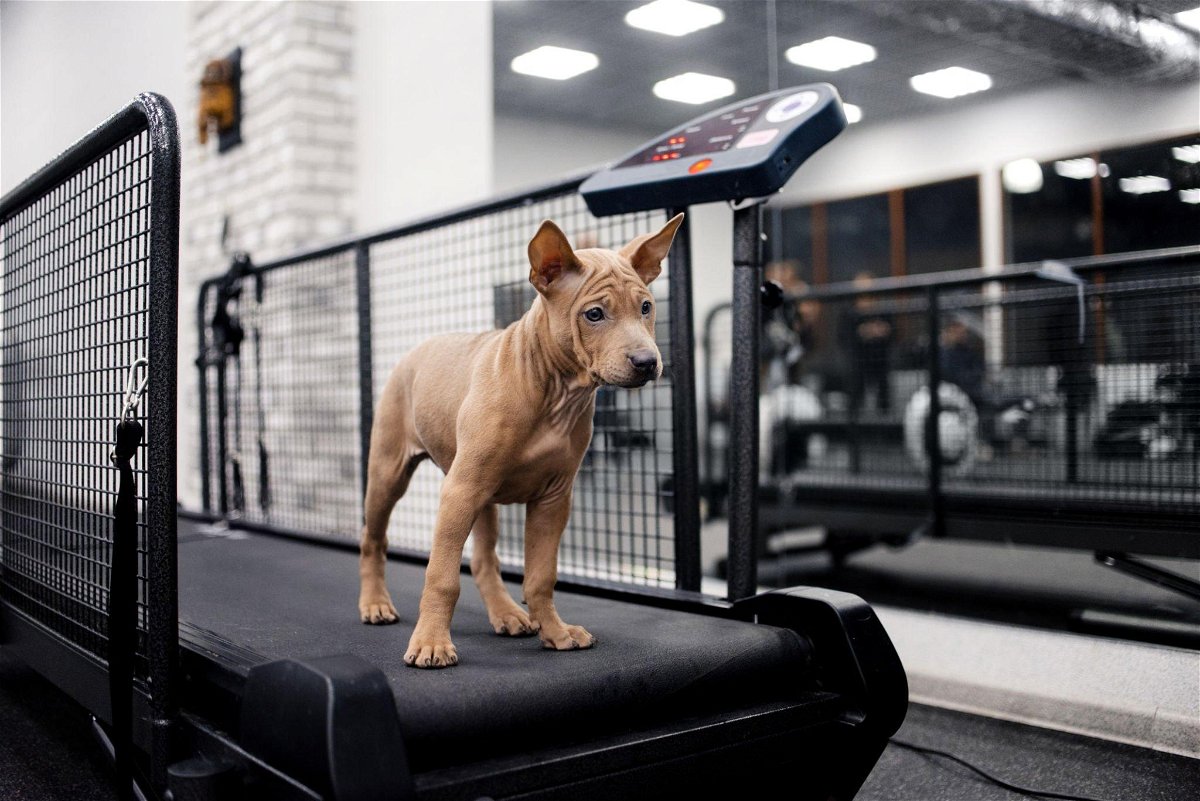 Small ridgeback puppy standing on a treadmill
