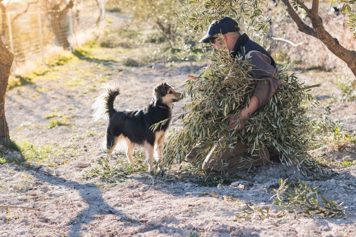Dog on an olive farm
