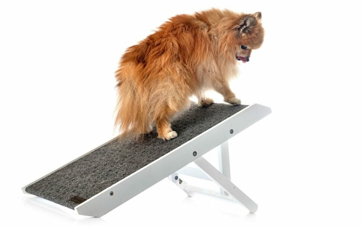 Dog on a ramp