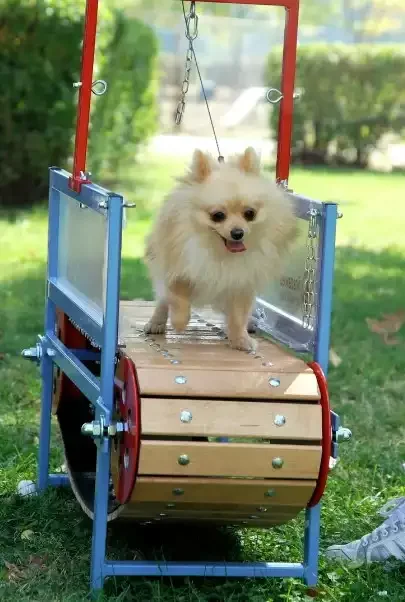FirePaw Mini Dog Treadmill