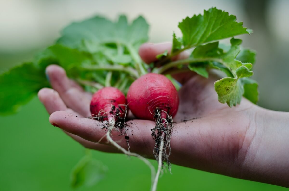 A Person Showing Two Radishes