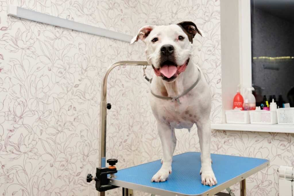Pitbull on a grooming table
