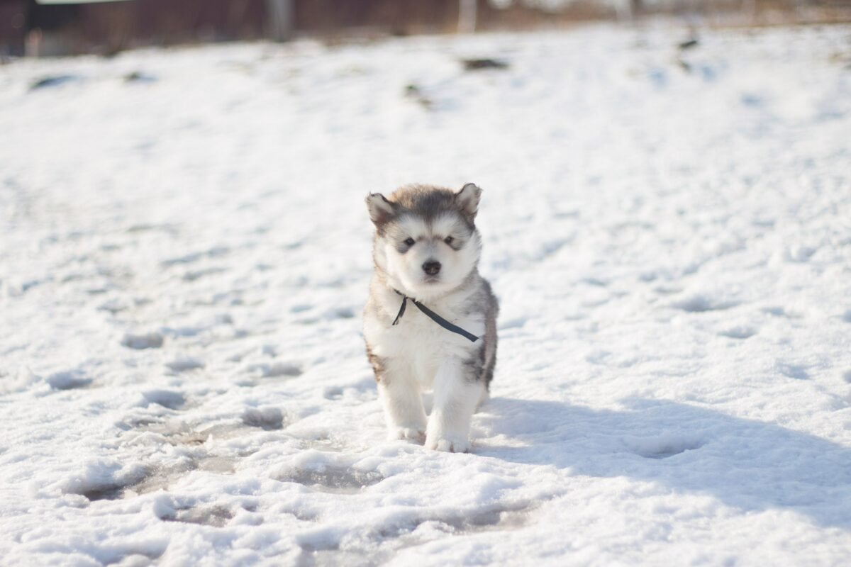 Siberian husky on snow