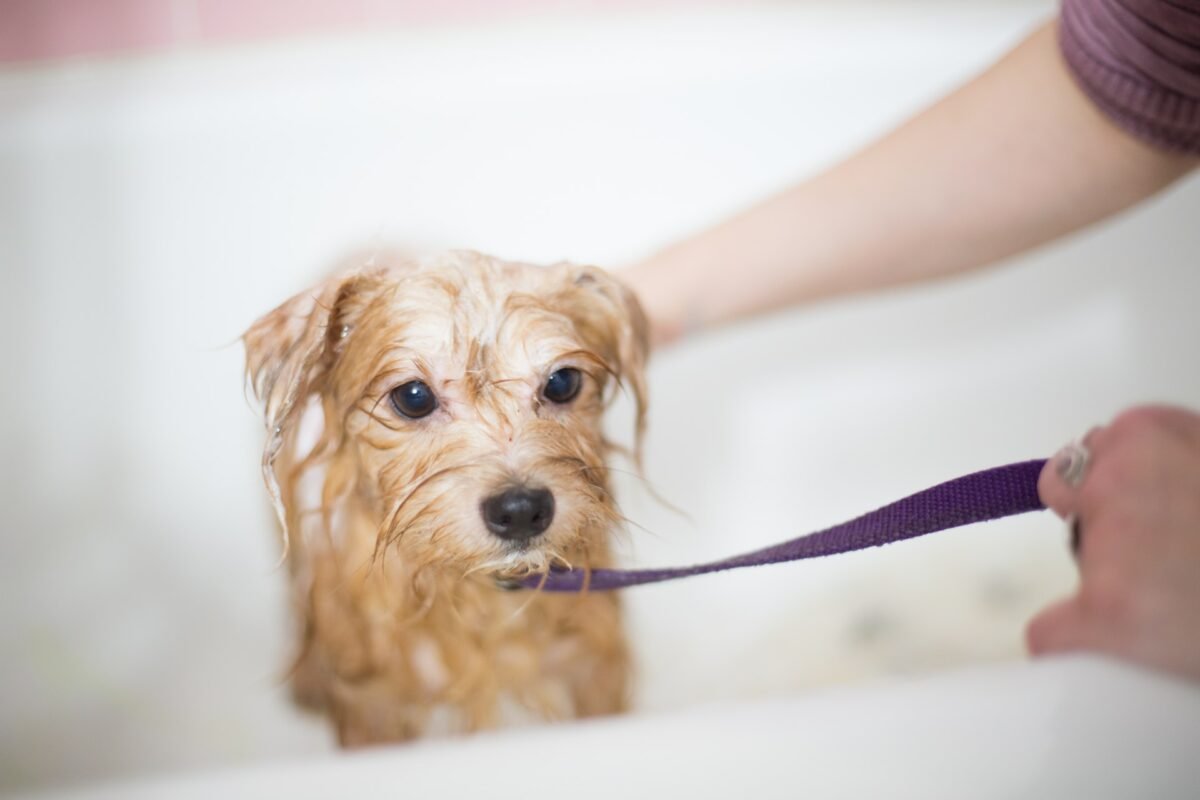 When can you bathe a puppy