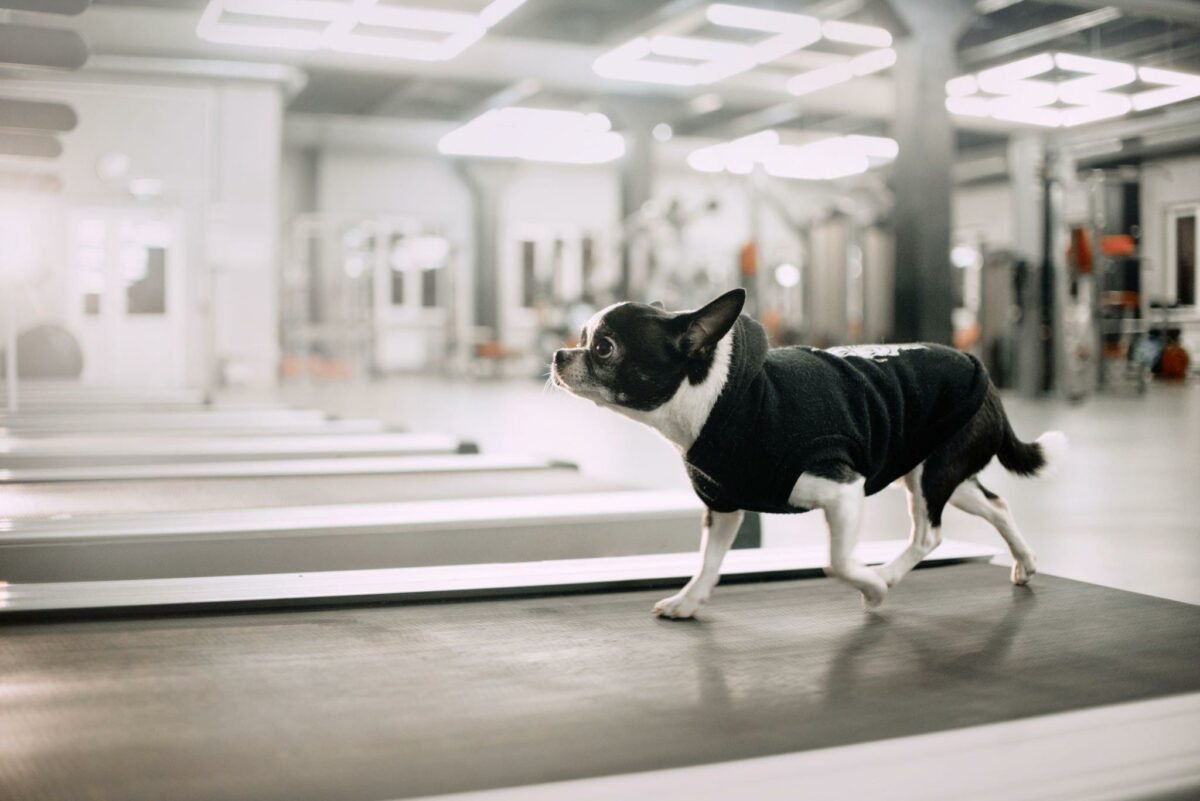 are dog treadmills illegal