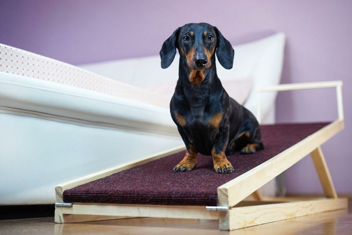 best dog ramps for high beds