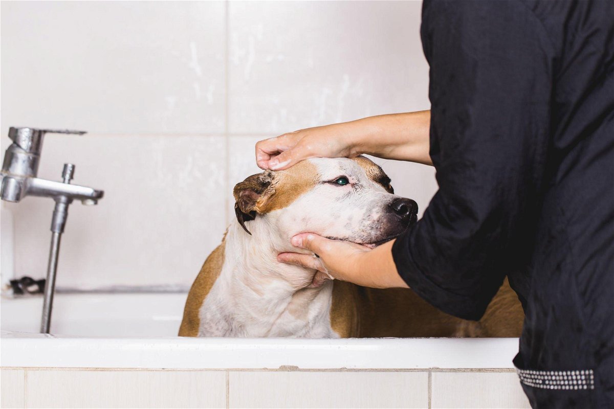 how often should you bathe a Pitbull