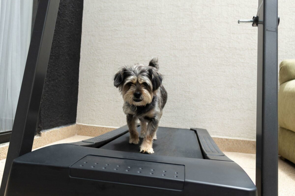 how to teach a dog to walk on a treadmill