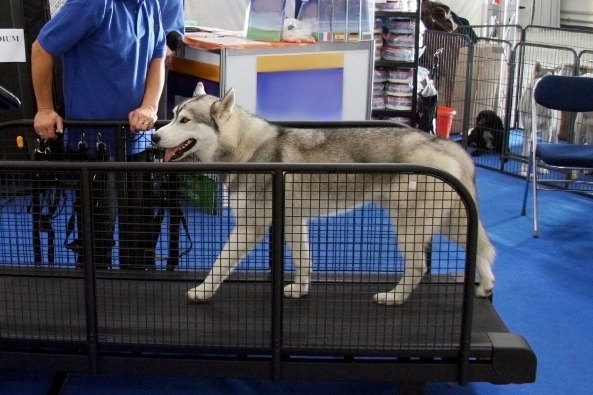 how to teach a dog to walk on a treadmill