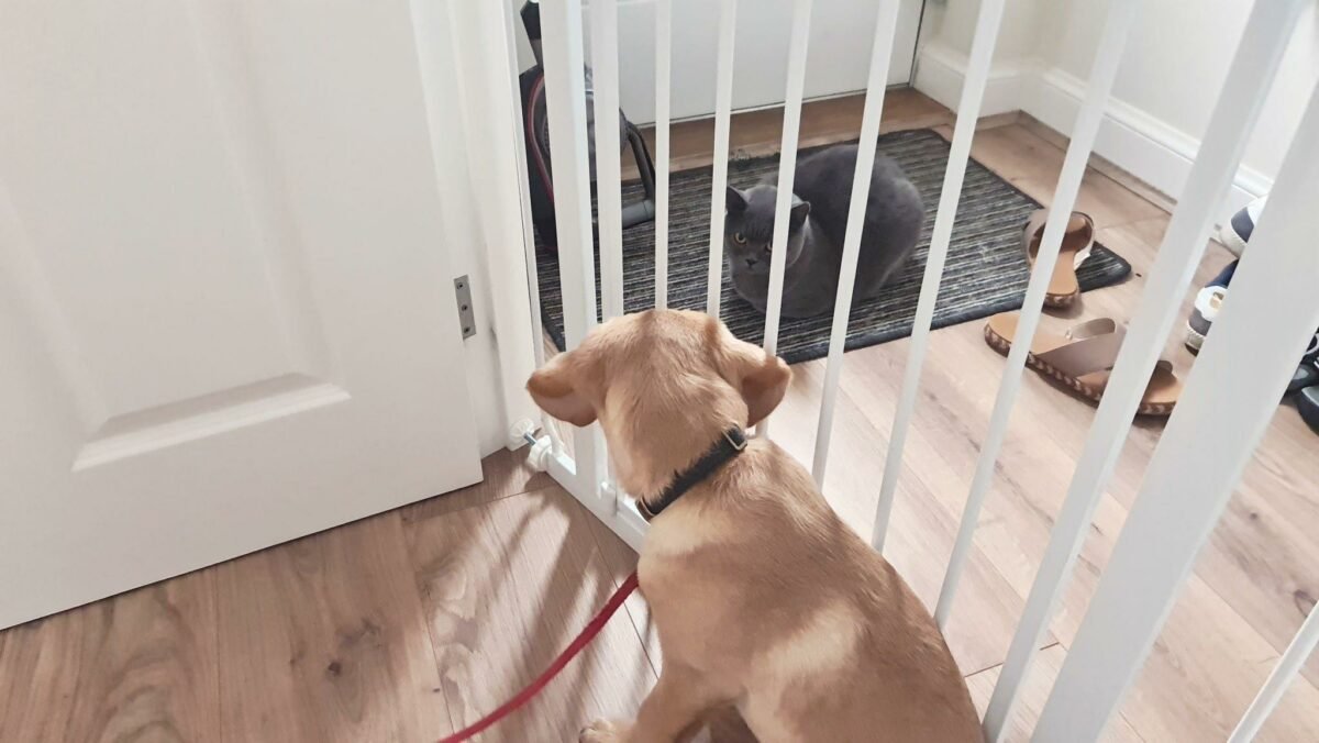 A dog and a cat separated by a pet gate