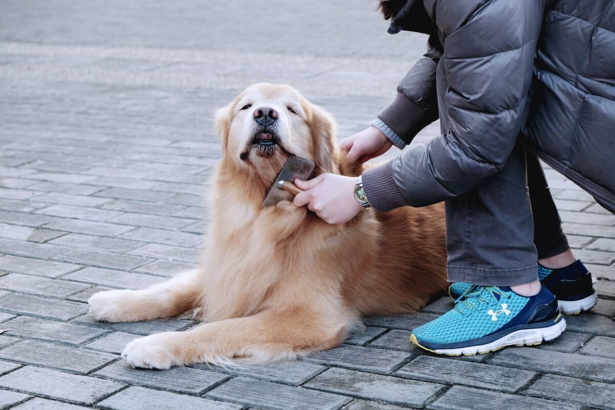 A person grooming a brown long-coated dog