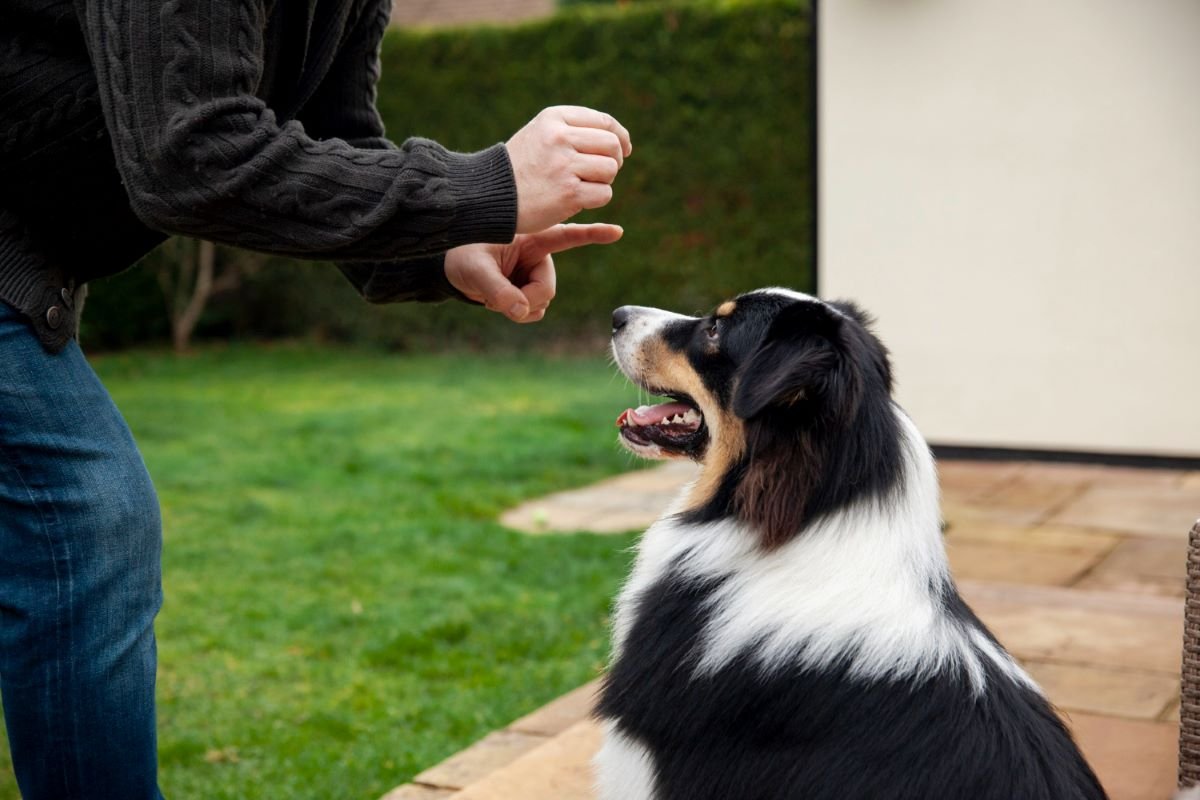 Behavior dog training using treats