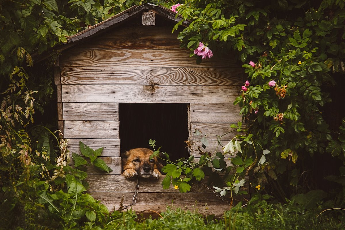 Best Dog Houses