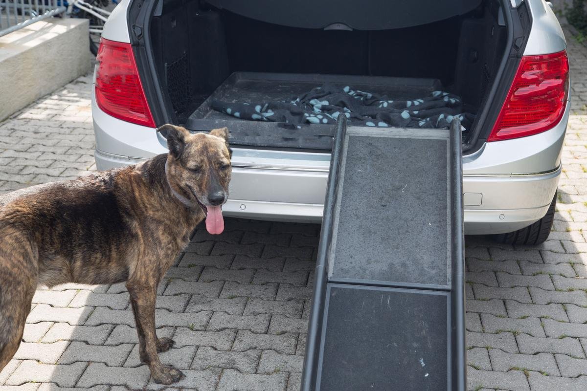 Best Dog Ramps for Cars, SUVs, And Trucks