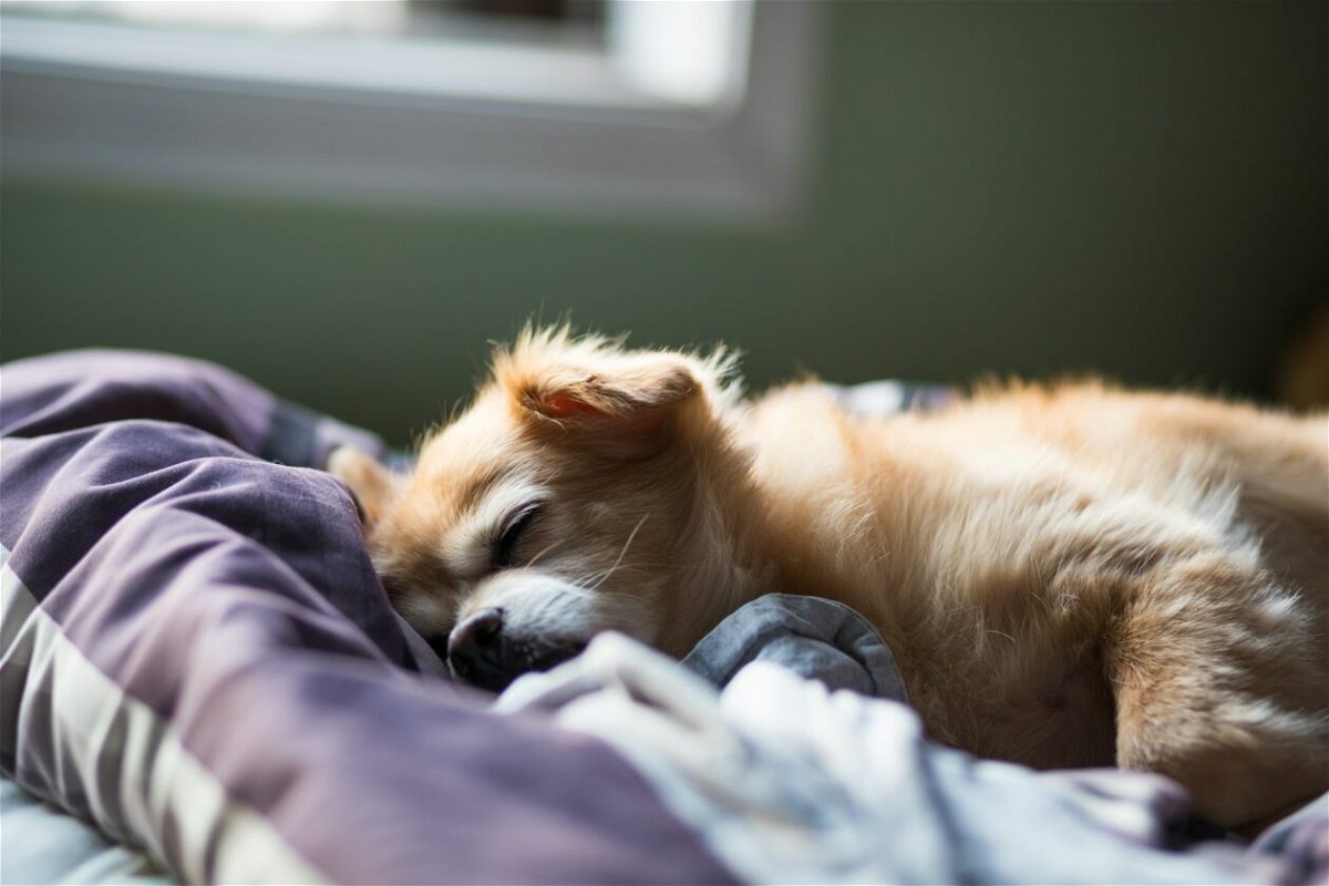 Dog sleeping on a comfy bed