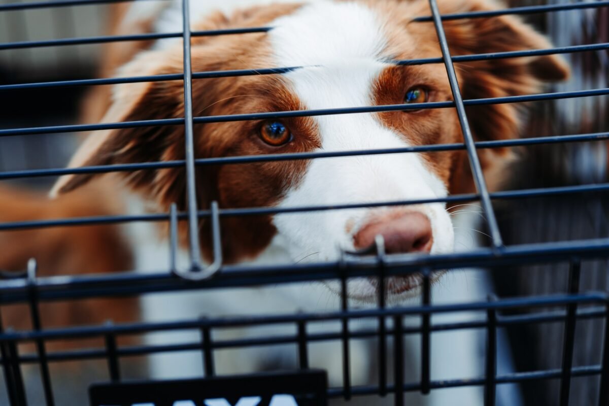 Do Crates Help Dogs with Anxiety