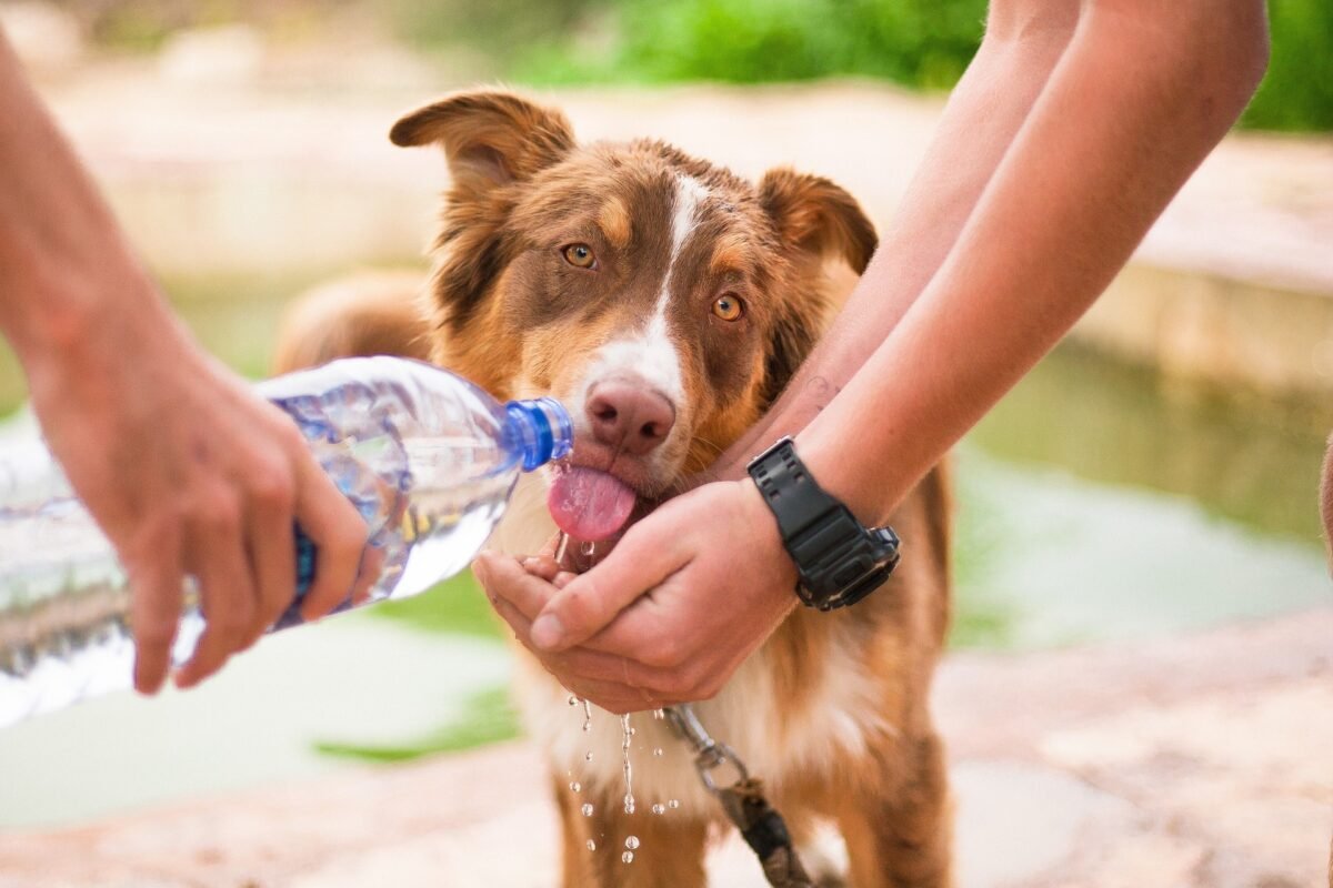 Giving water to a dog