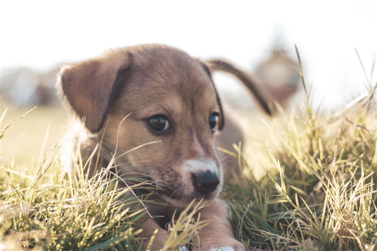 puppy sitting on grass