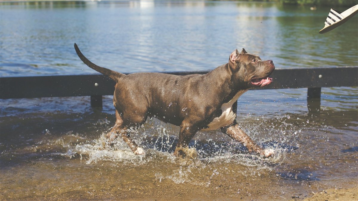 Pitbull running on water