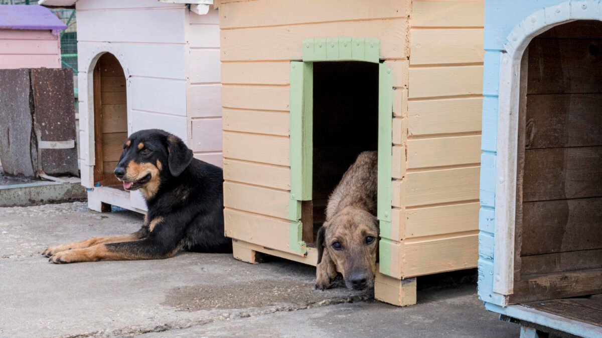 Outdoor dog house