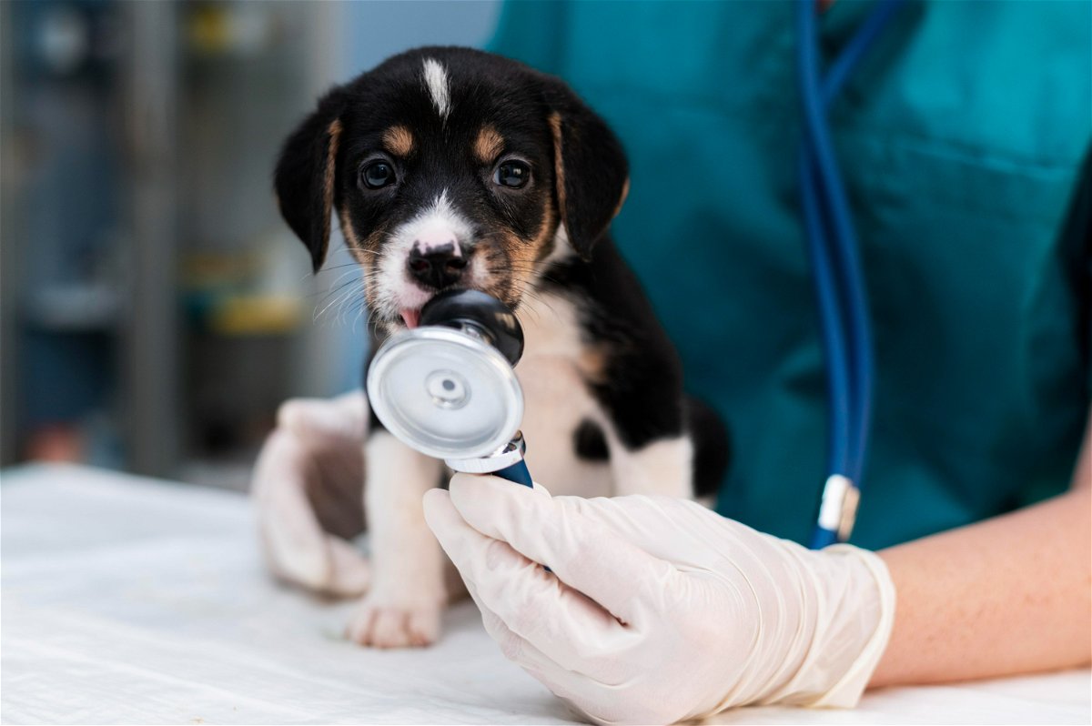 vet checking a puppy with breathing problem