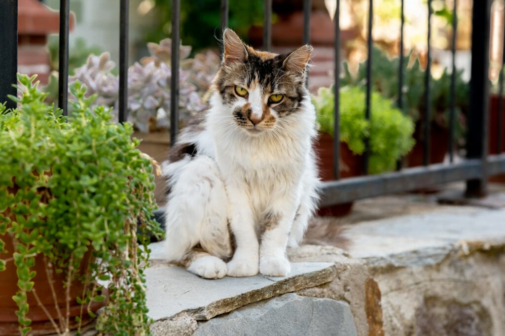 3 Warning Signs Your Cat Is Crying For Help