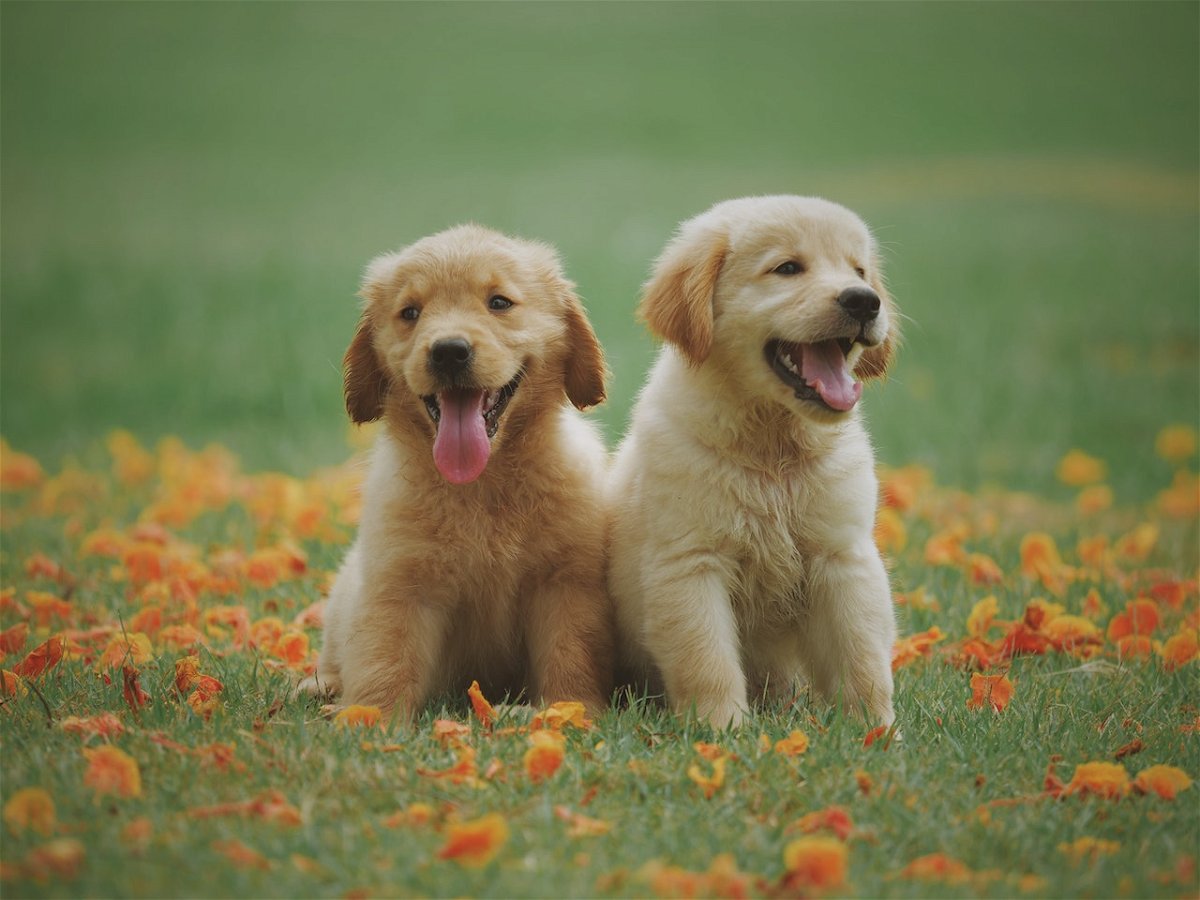two puppies panting