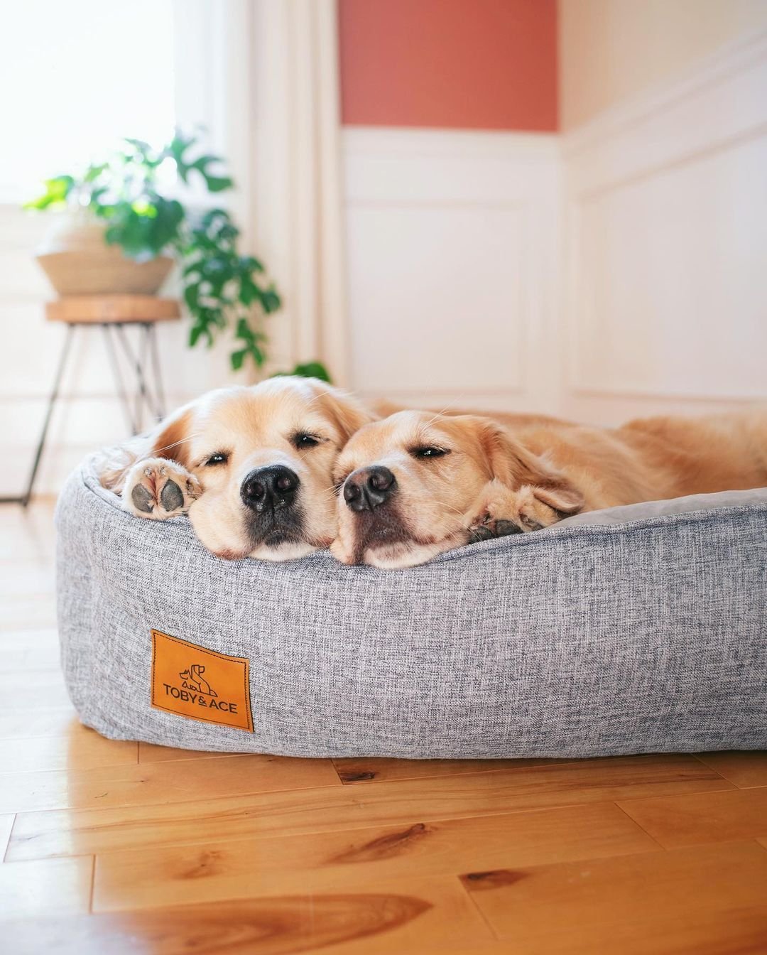 13 Best Dog Beds for Golden Retrievers in 2023