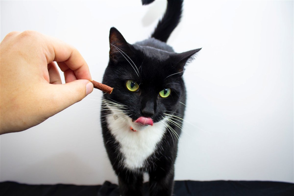 A cat being handfed
