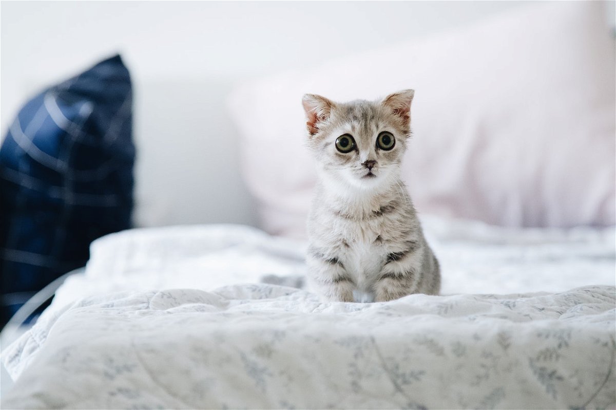 A kitten on the bed