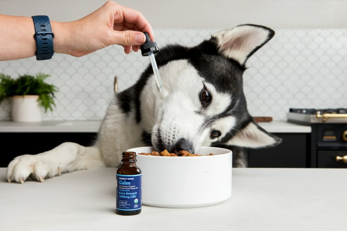 A person giving probiotic to his Siberian husky