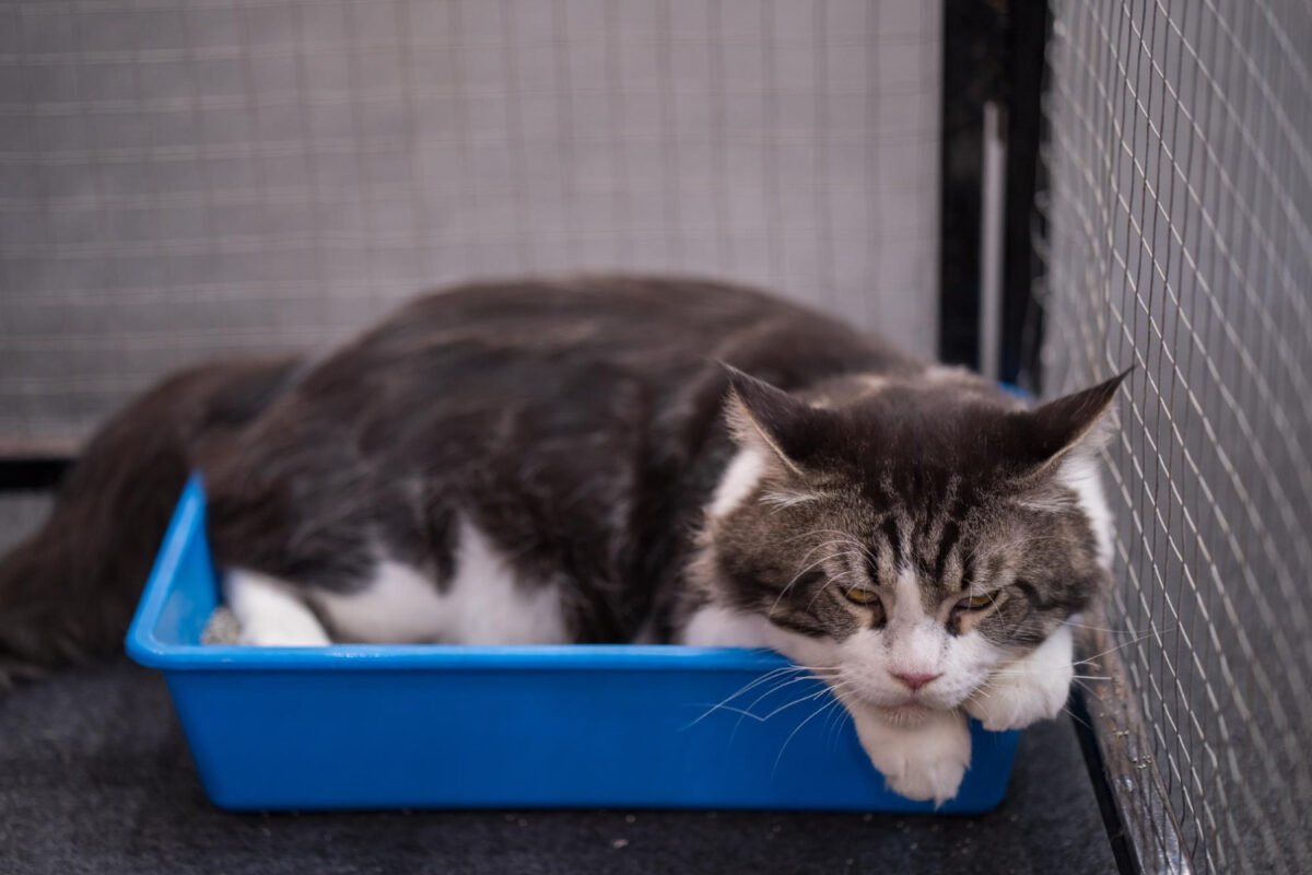 Cat on a litter box
