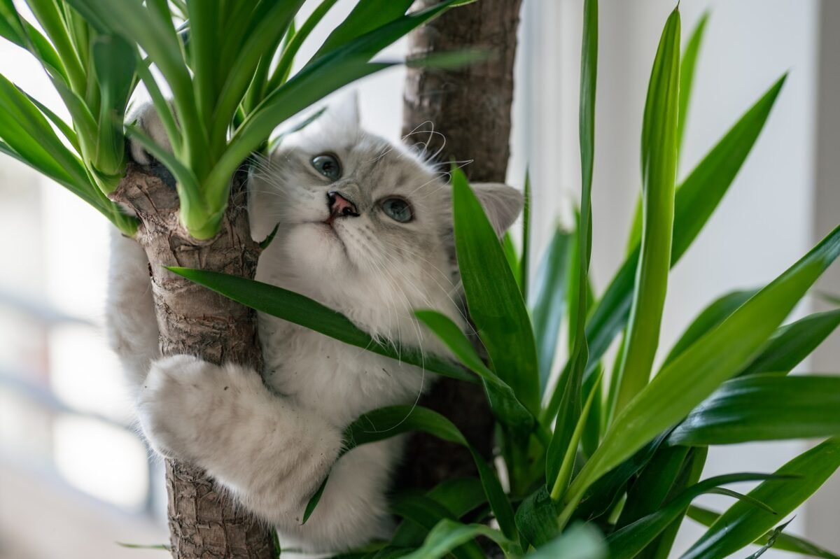 Cat scratching a tree