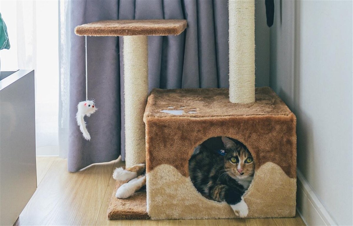 How To Get a Cat to Use a Cat Tree
