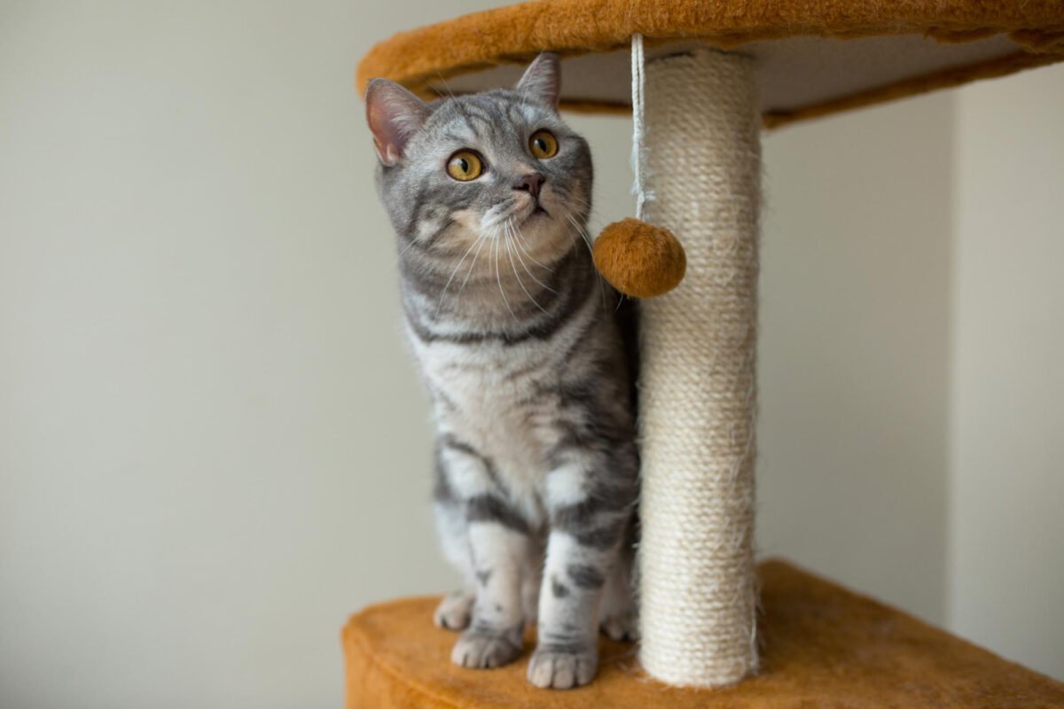 How tall should a cat tree be