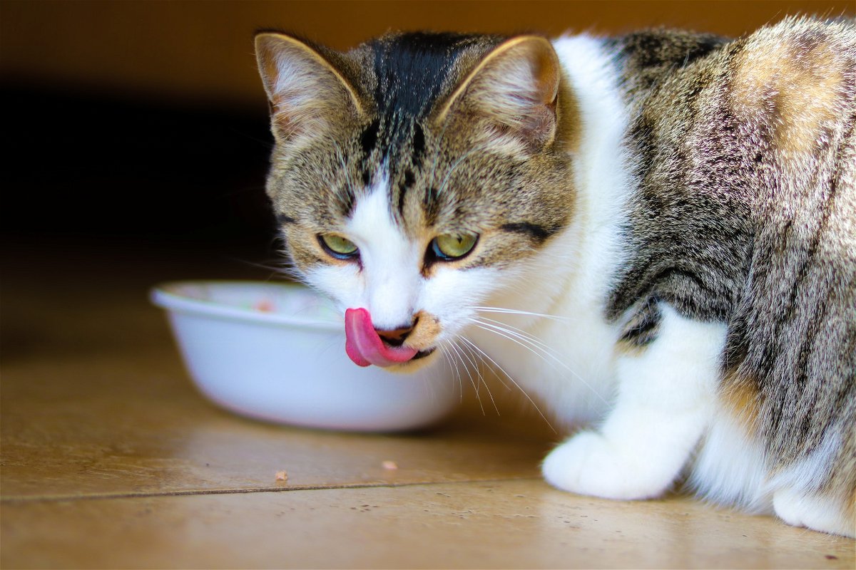 Cat eating from her bowl