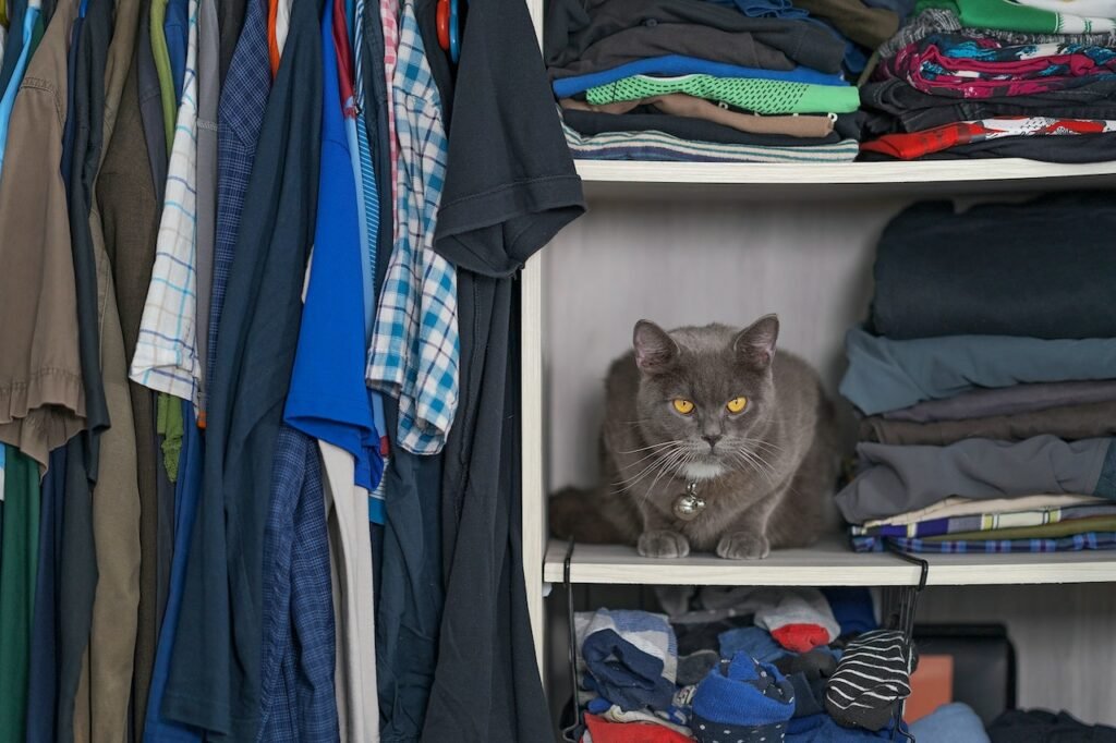 Why Does My Cat Pee On My Clothes? 13 Causes And Solutions