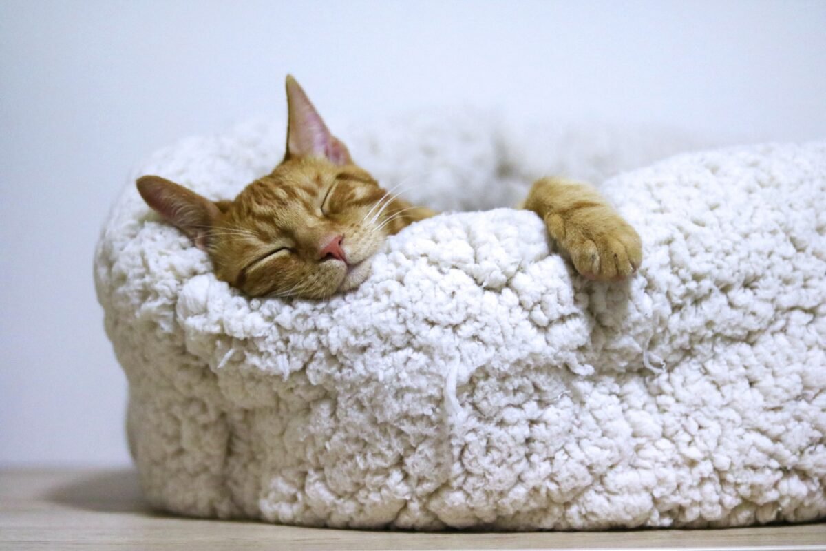 Tabby cat sleeping on white bed