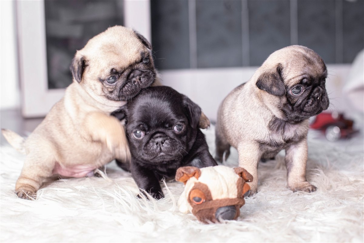Black and fawn Pug puppies