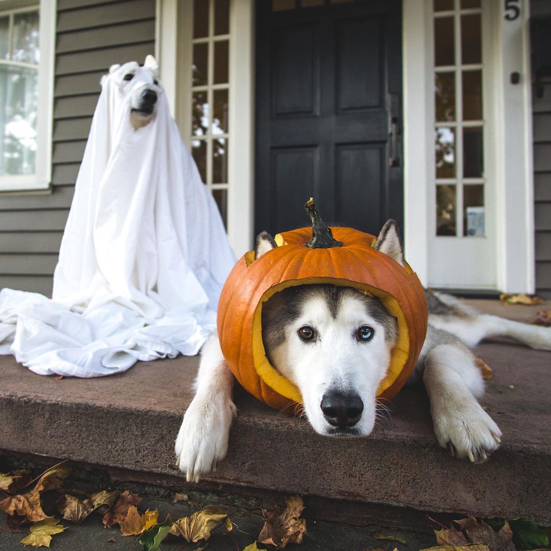 Dog Ghost Costume DIY