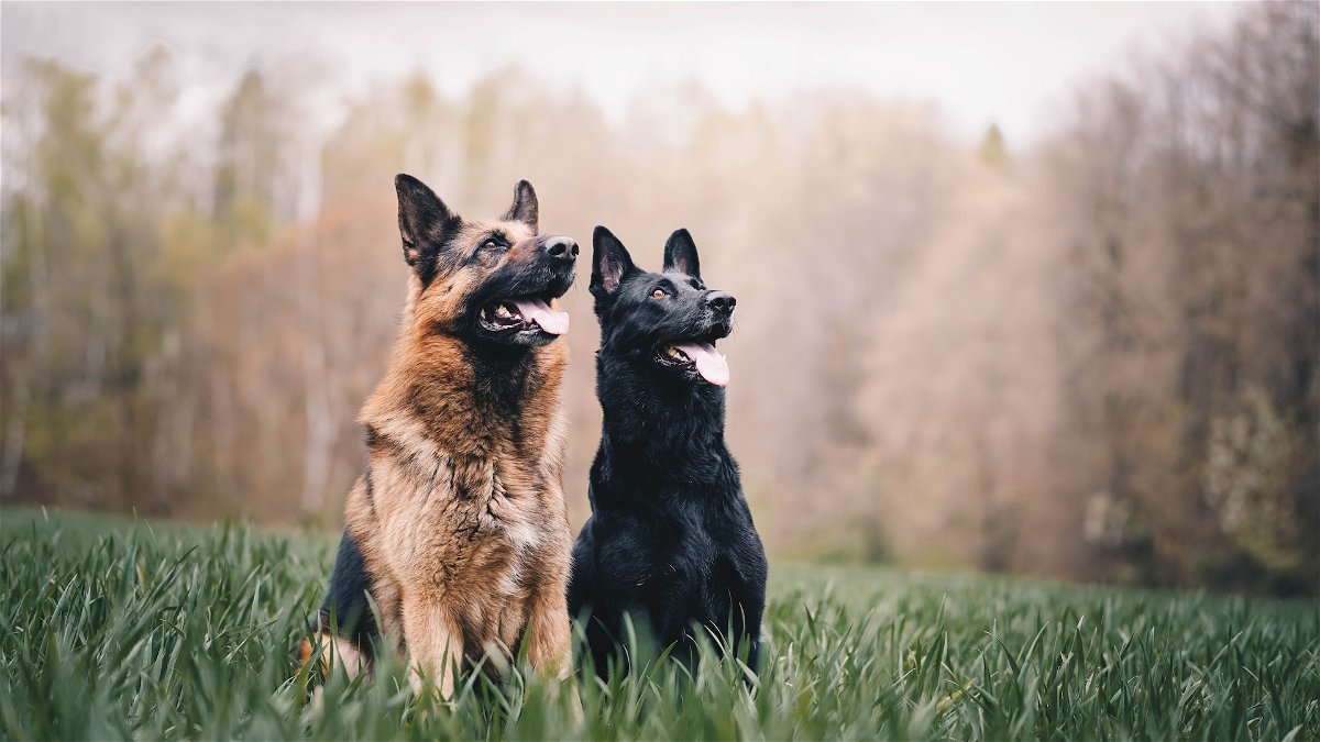 German Shepherds dog breed info