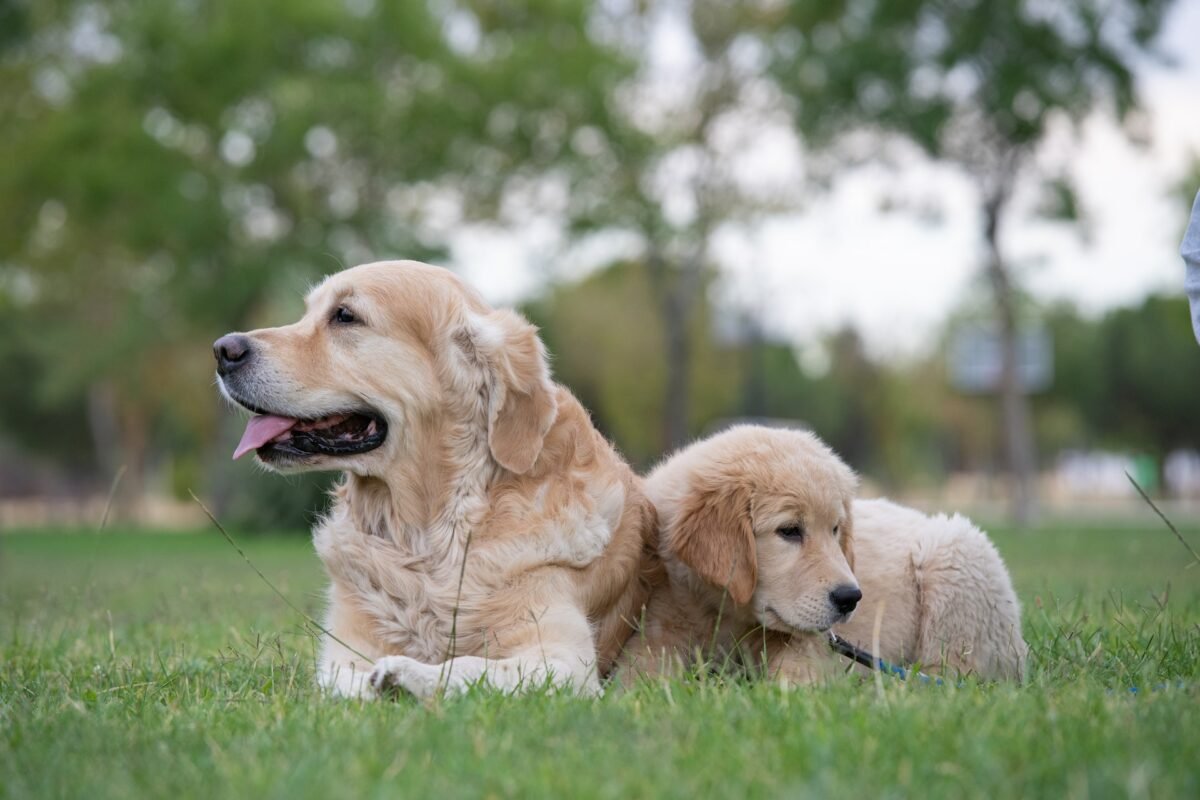 Golden Retriever and puppy