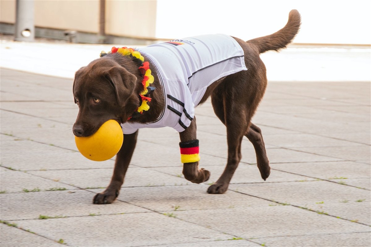 Labrador Retriever holding ball in his mouth