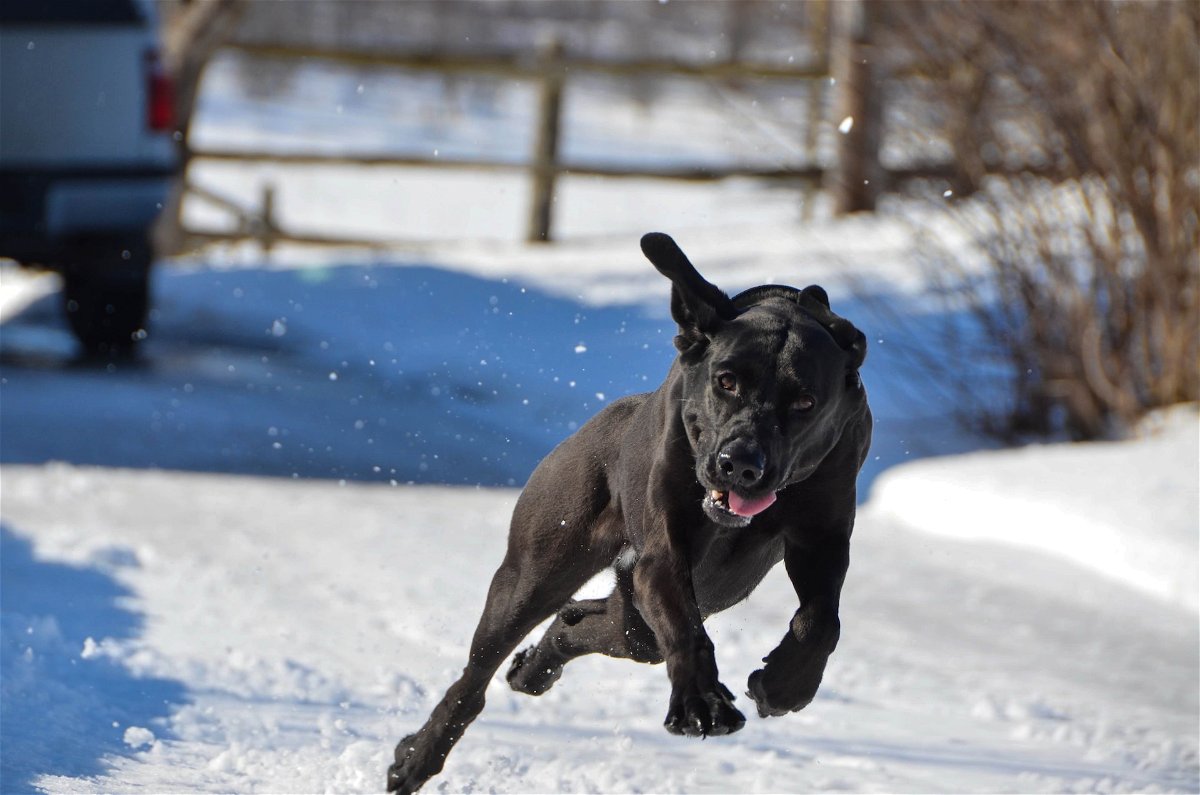 Labrador running on snow